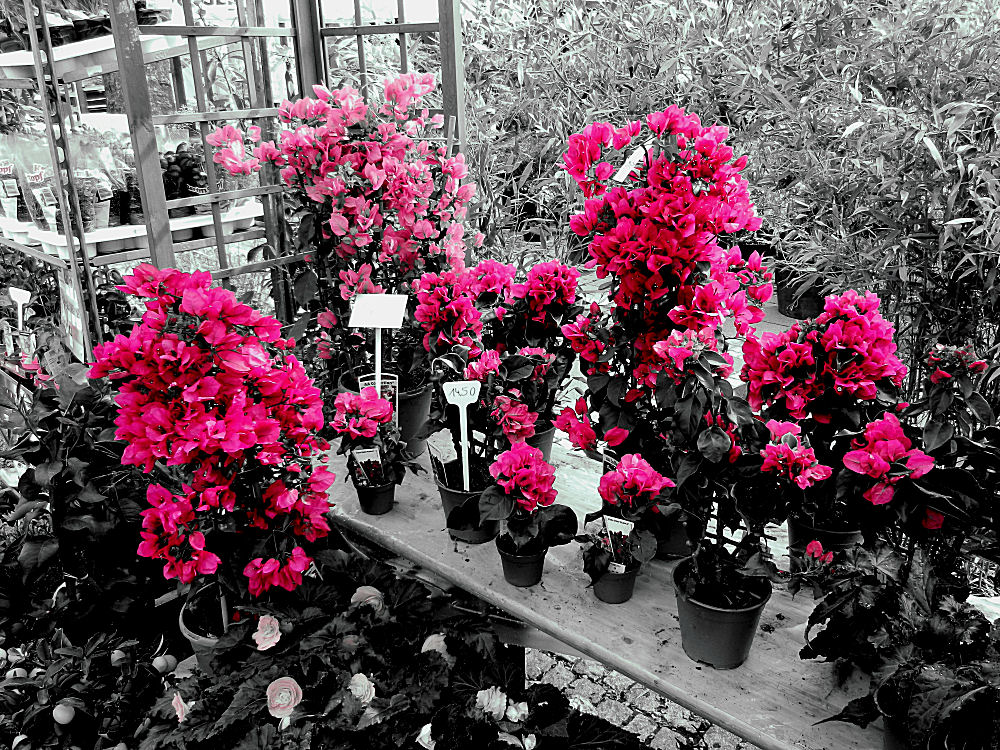 Colorkey Kölner Blumenmarkt