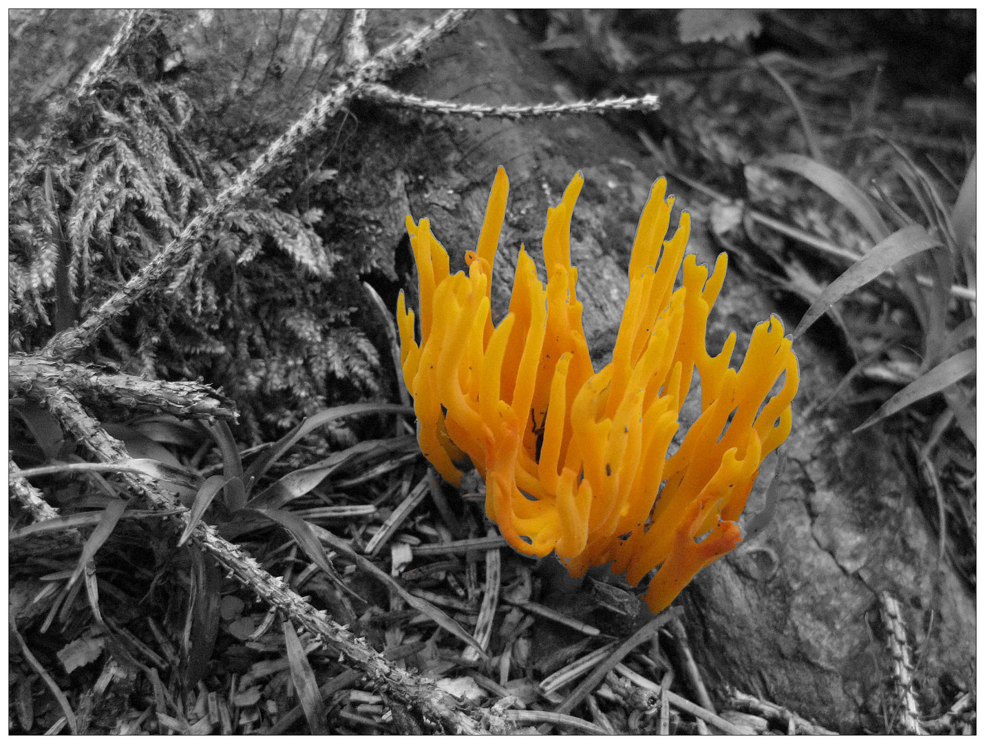 Colorkey mit Schönhorn