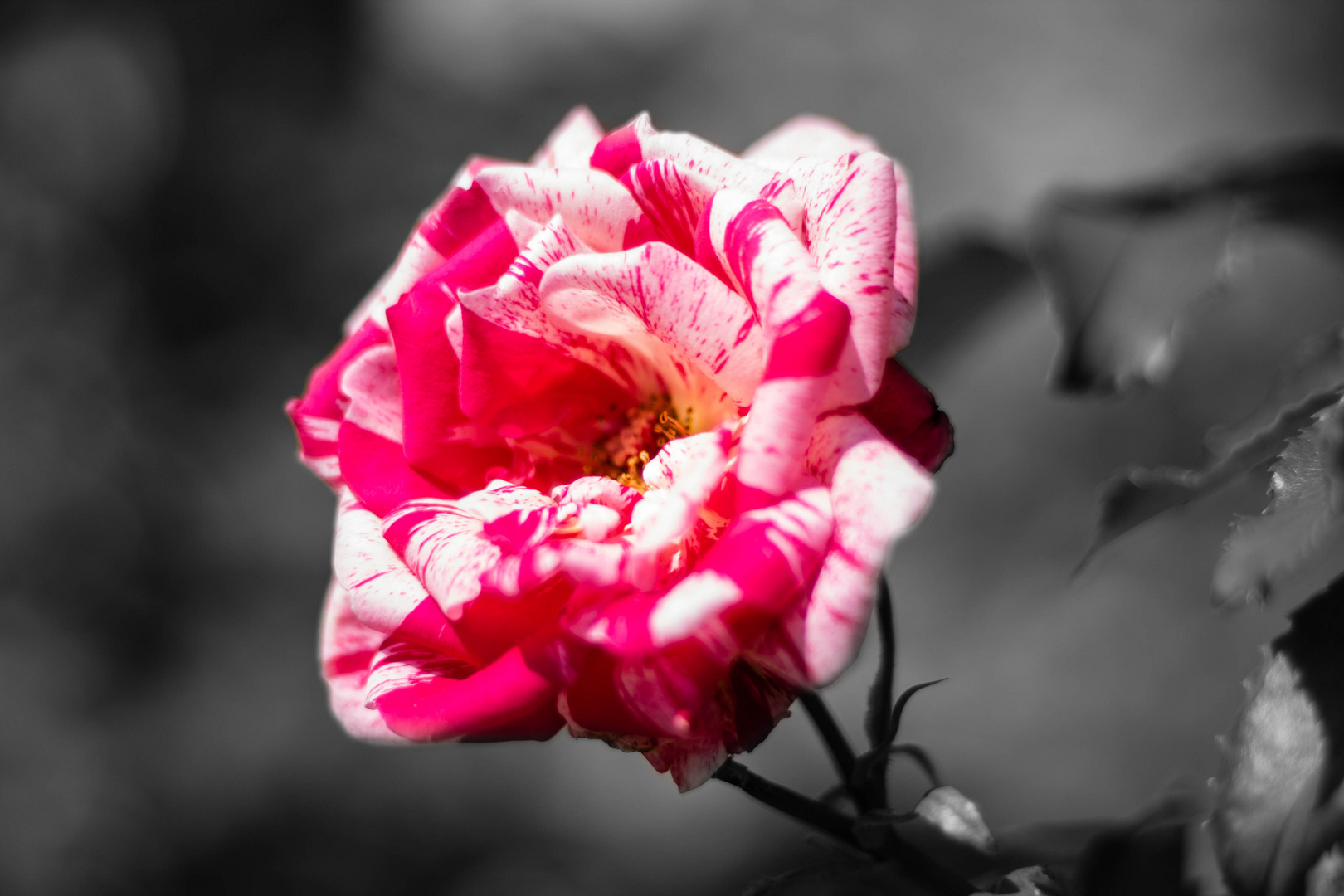 Colorkey Rose