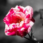 Colorkey Rose