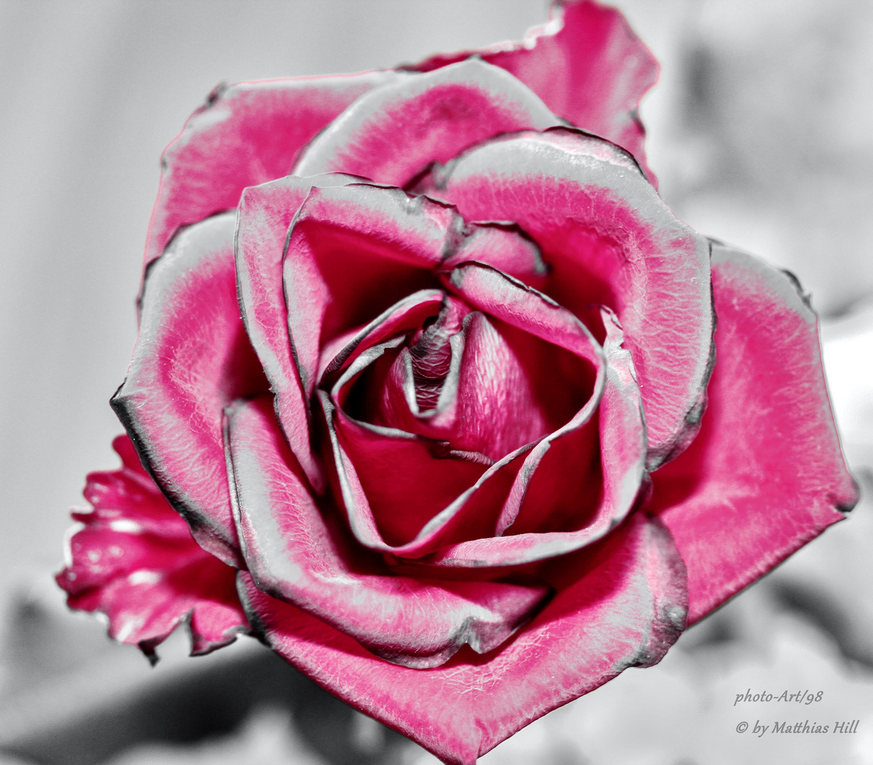 Colorkey Rose