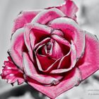 Colorkey Rose