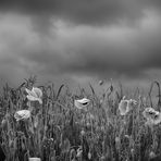 Colorless poppies