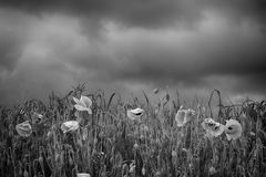 Colorless poppies