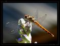 Libellules et Agrion