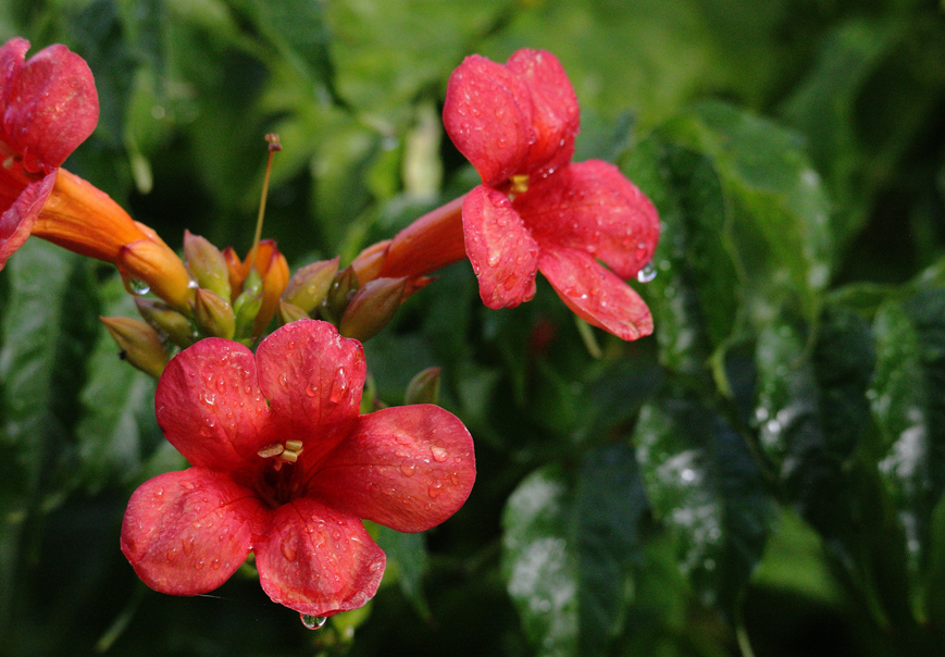 Colors after the rain 2