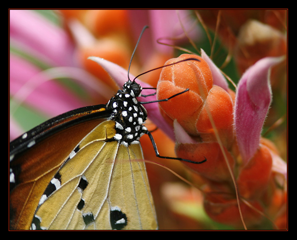 Colors duel / Duel de couleurs