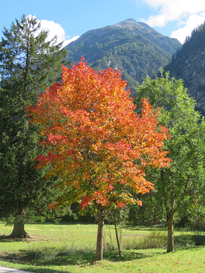 Colors in autumn