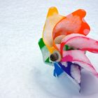 colors in snow