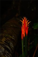 colors in the rainforest