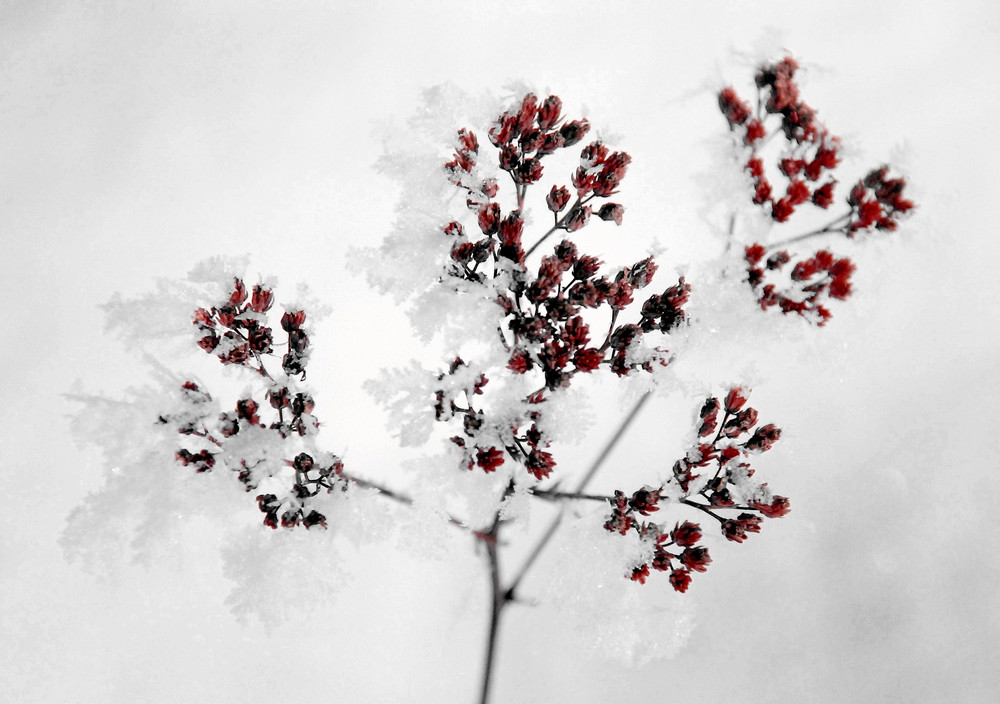 Colors in the snow