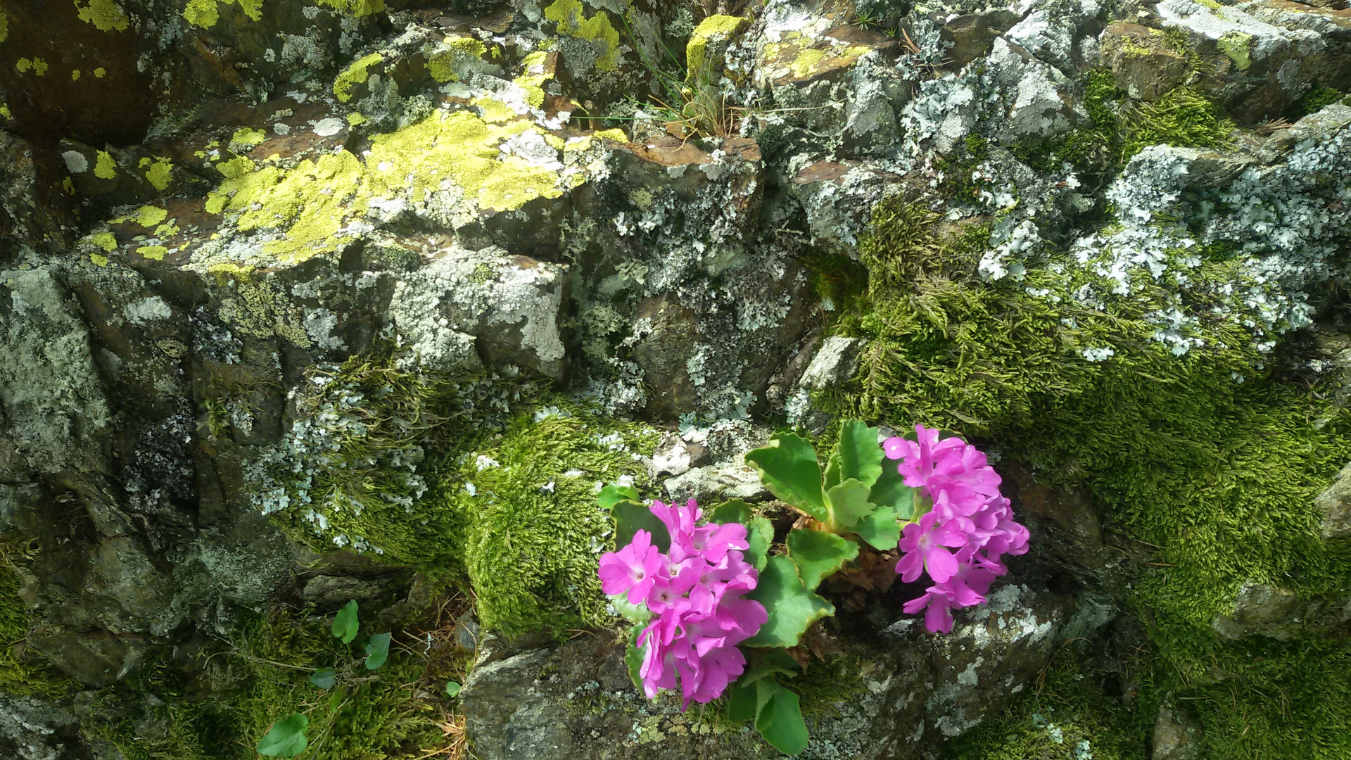 Colors in the woods