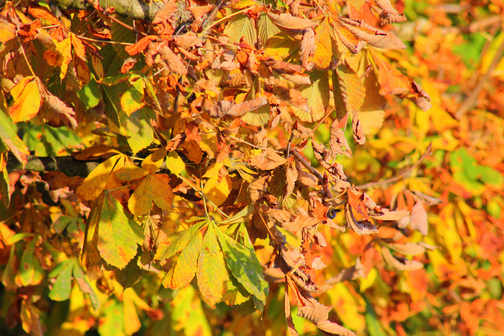 colors of autumn