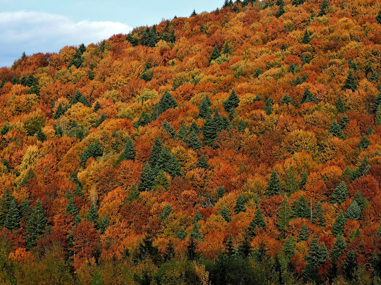 Colors of autumn.