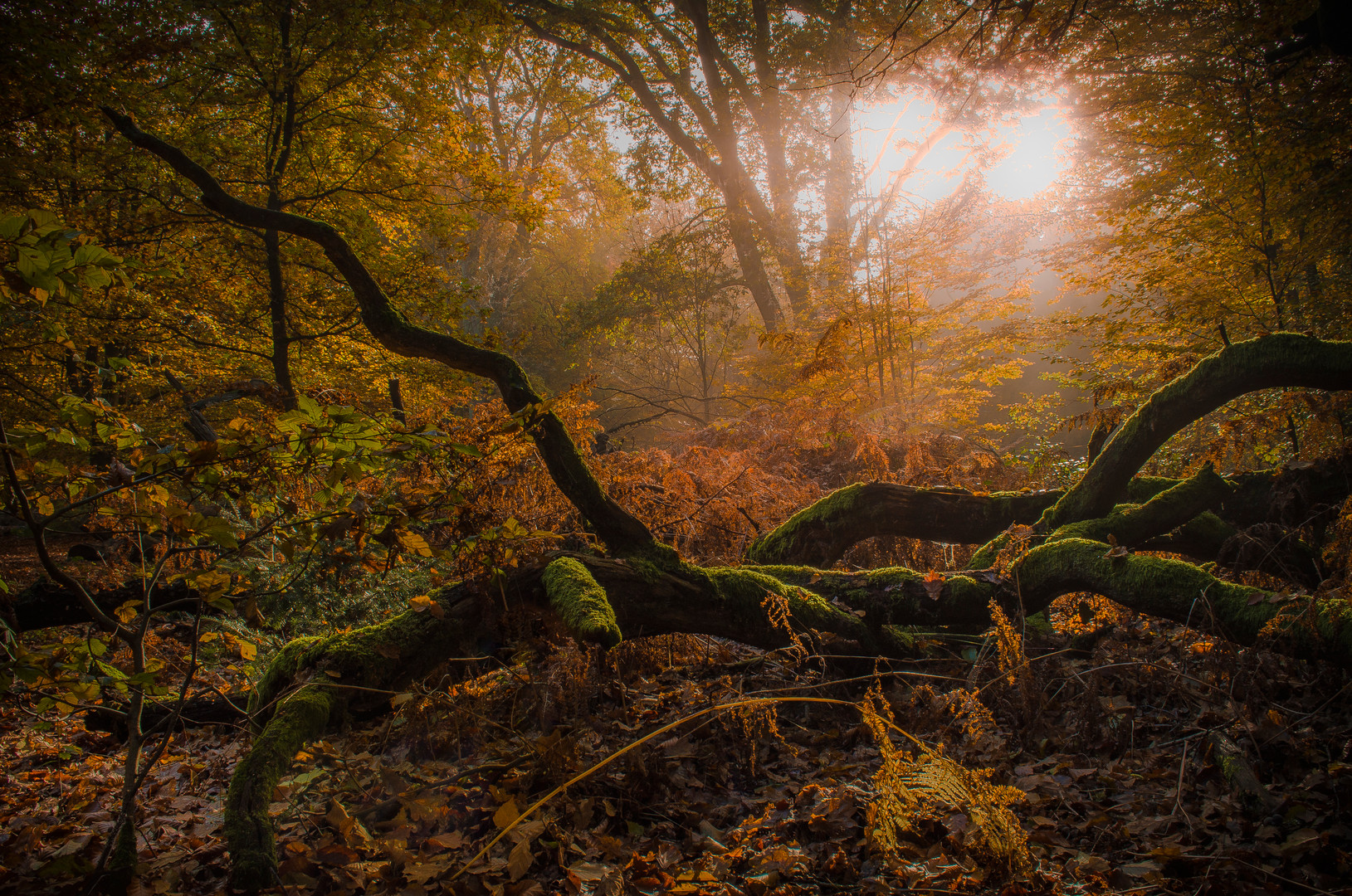 colors of autumn