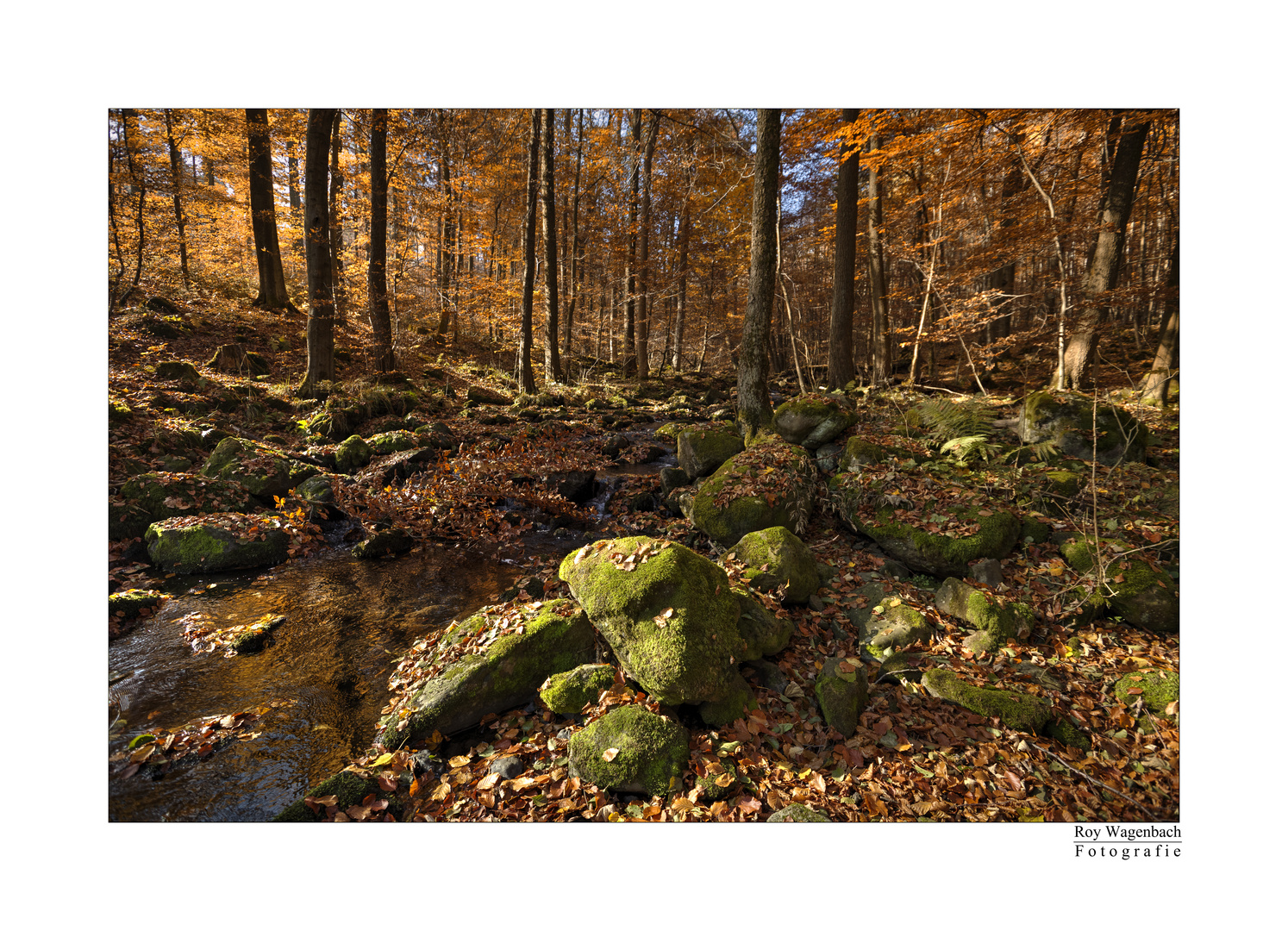 Colors Of Autumn