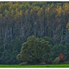 Colors of Autumn