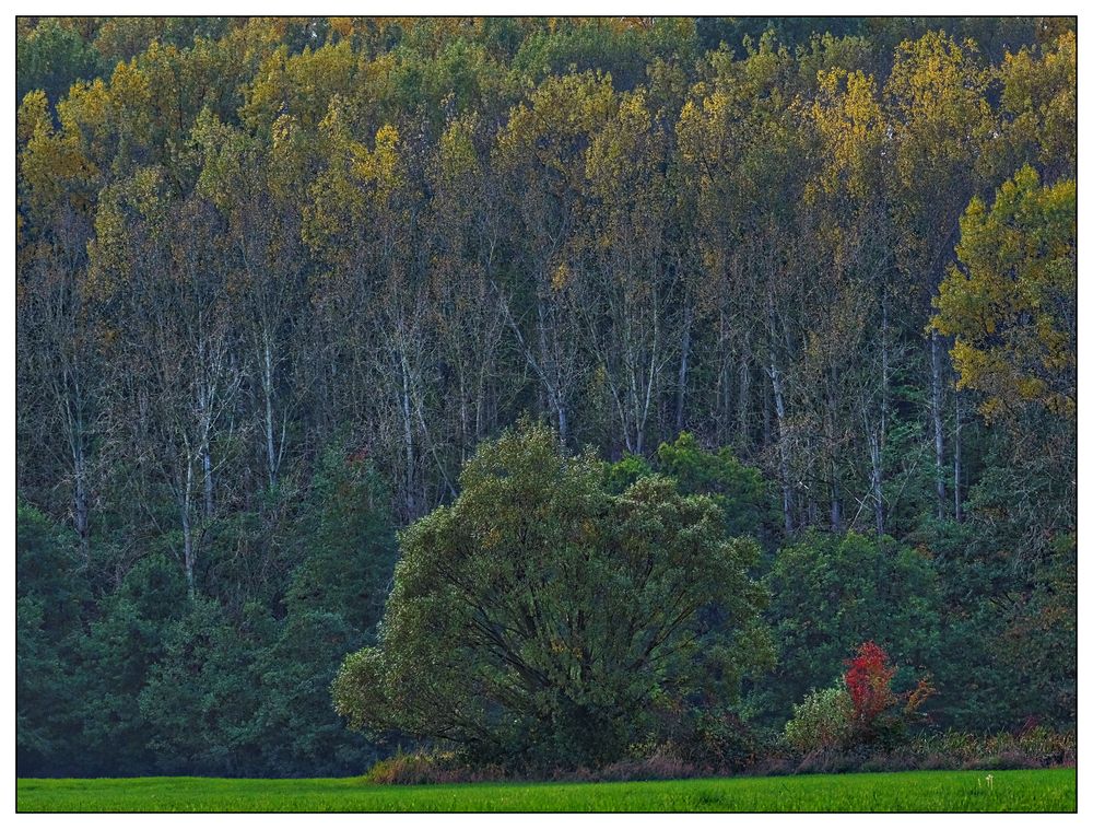 Colors of Autumn