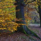 Colors of autumn