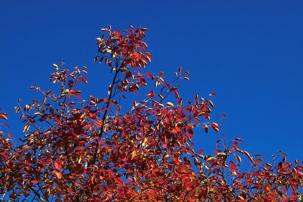 Colors of Autumn