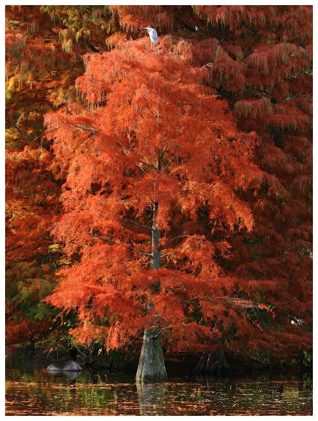 "colors of autumn" Part 3