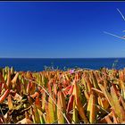 Colors of Big Sur