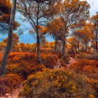 colors of cala gat