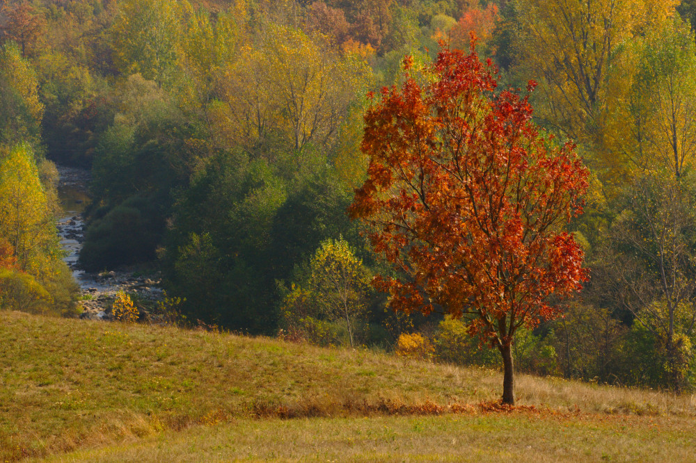 Colors of Fall