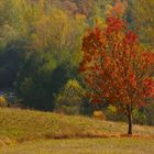 Colors of Fall