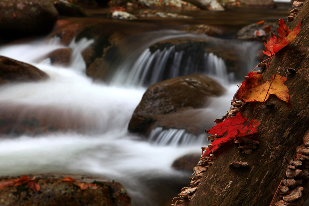 Colors of Fall