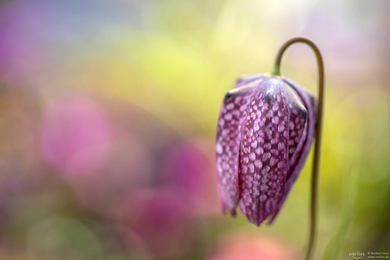 colors of fritillaria meleagris