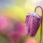 colors of fritillaria meleagris