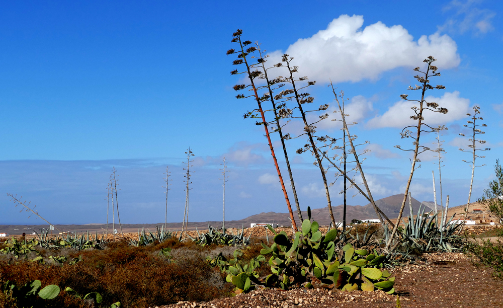 ...Colors of Fuerteventura...11