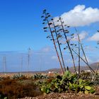 ...Colors of Fuerteventura...11