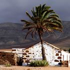 ...Colors of Fuerteventura...12