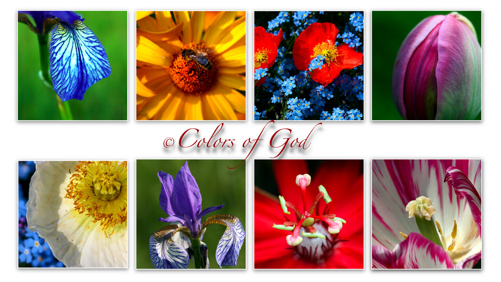 | Colors of God |