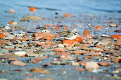 Colors of Helgoland