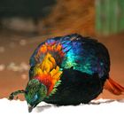 Colors of Himalayan Monal