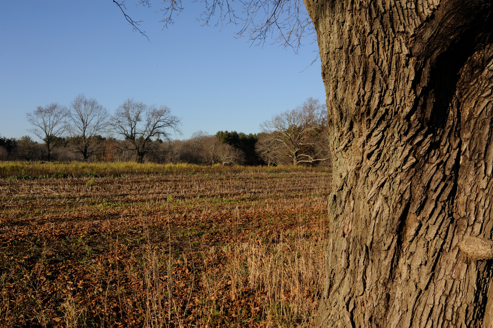 Colors of Late Fall - Appleton Farm, Massachusetts