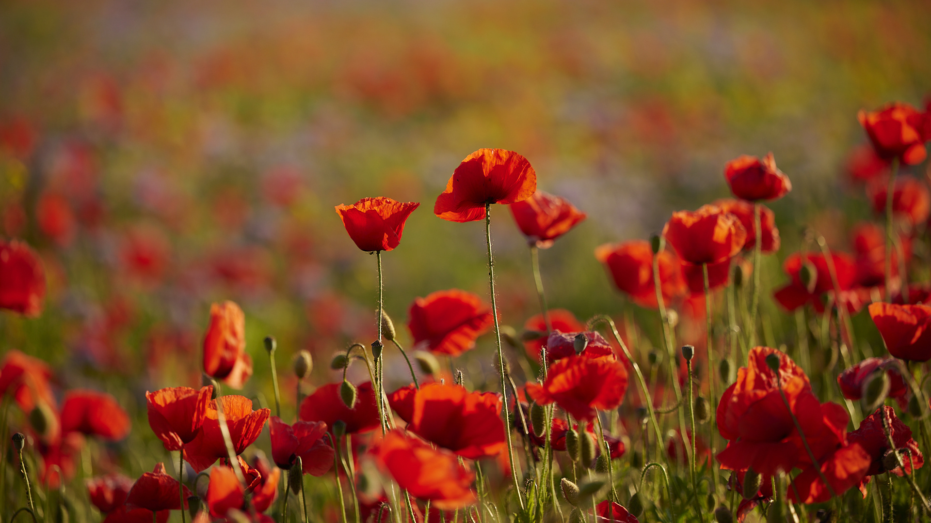 Colors Of Meadow