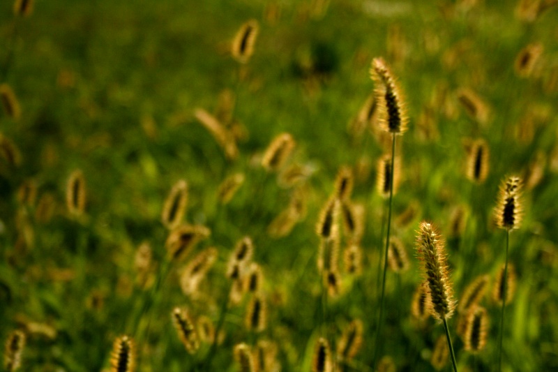 Colors of meadow