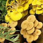 Colors of Mushrooms