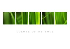 Colors of my soul