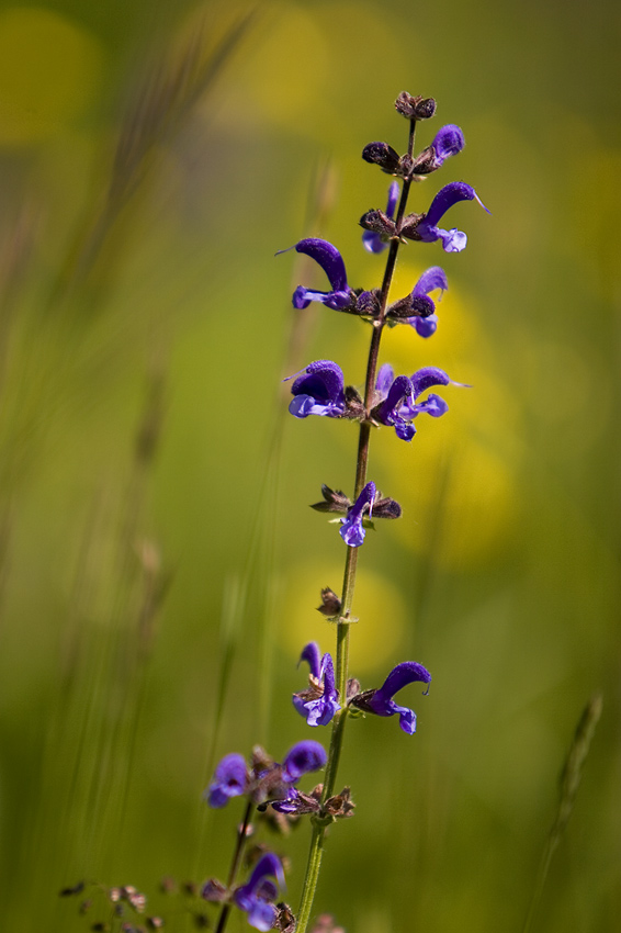 Colors of nature