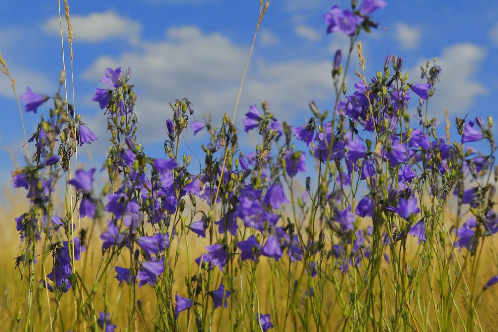 colors of nature