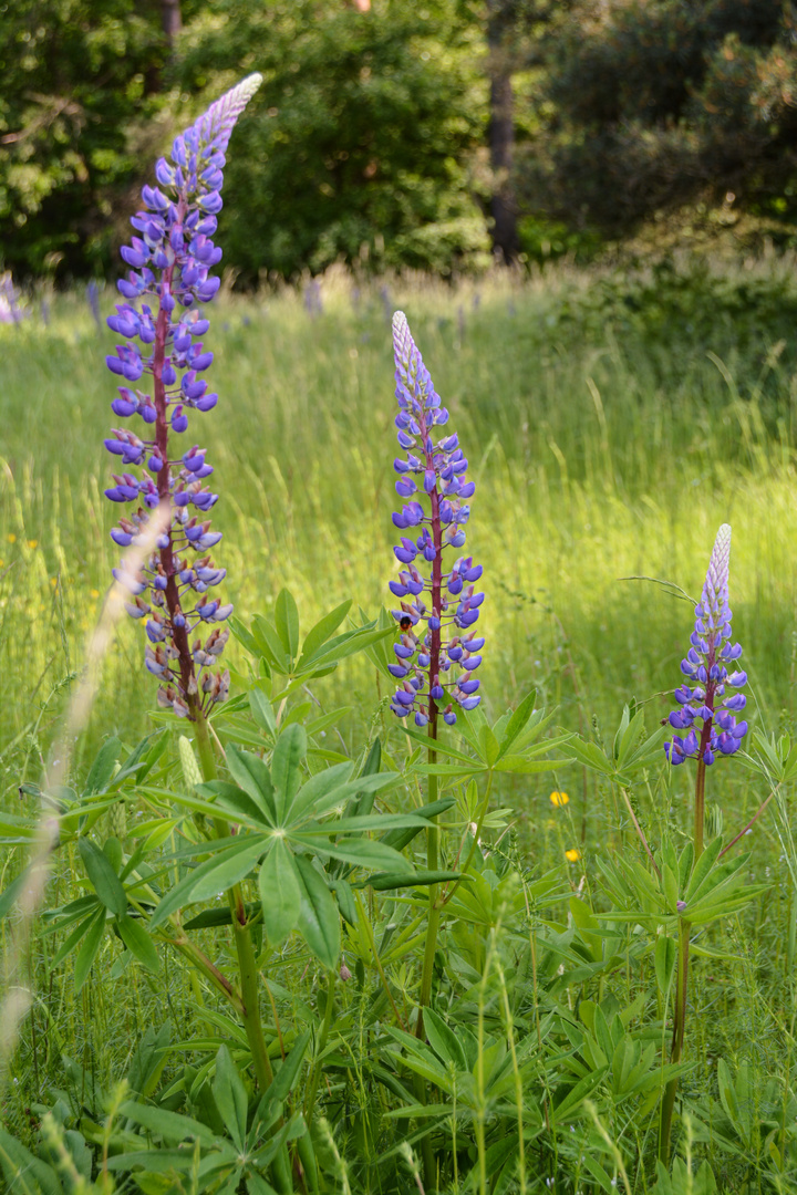 Colors of Nature / Lupinen (lat.  Lupinus)