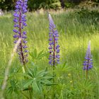 Colors of Nature / Lupinen (lat.  Lupinus)