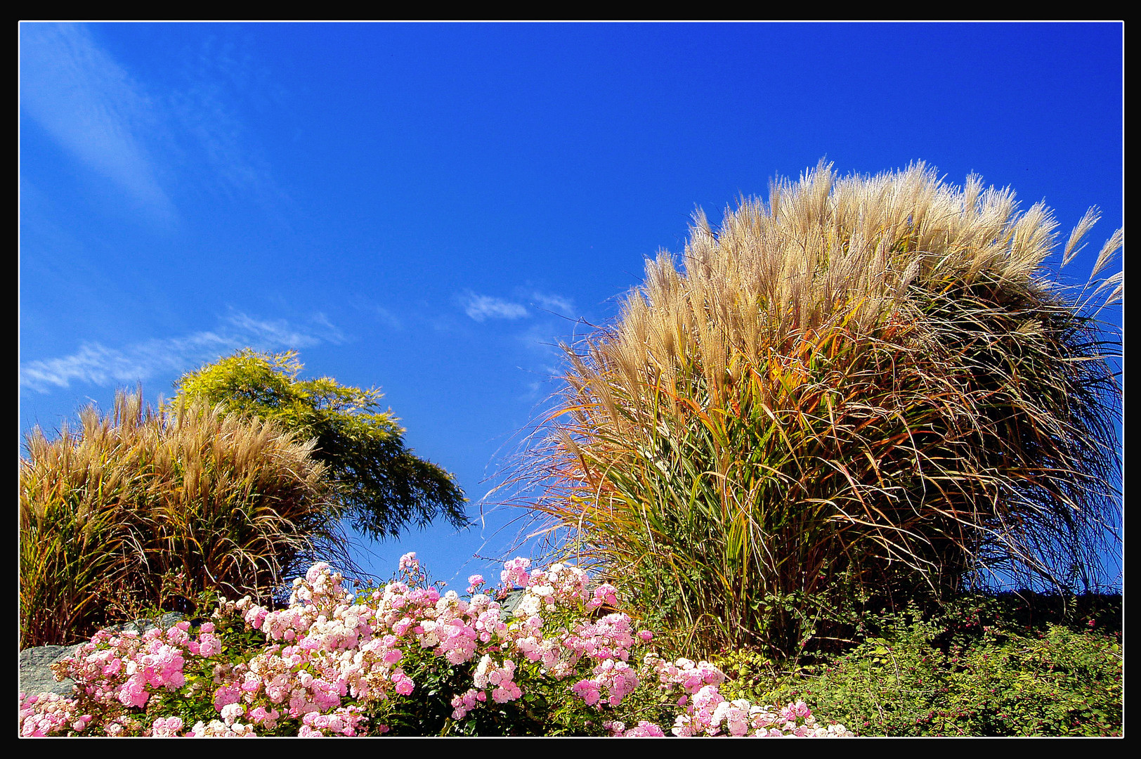 Colors of Spring