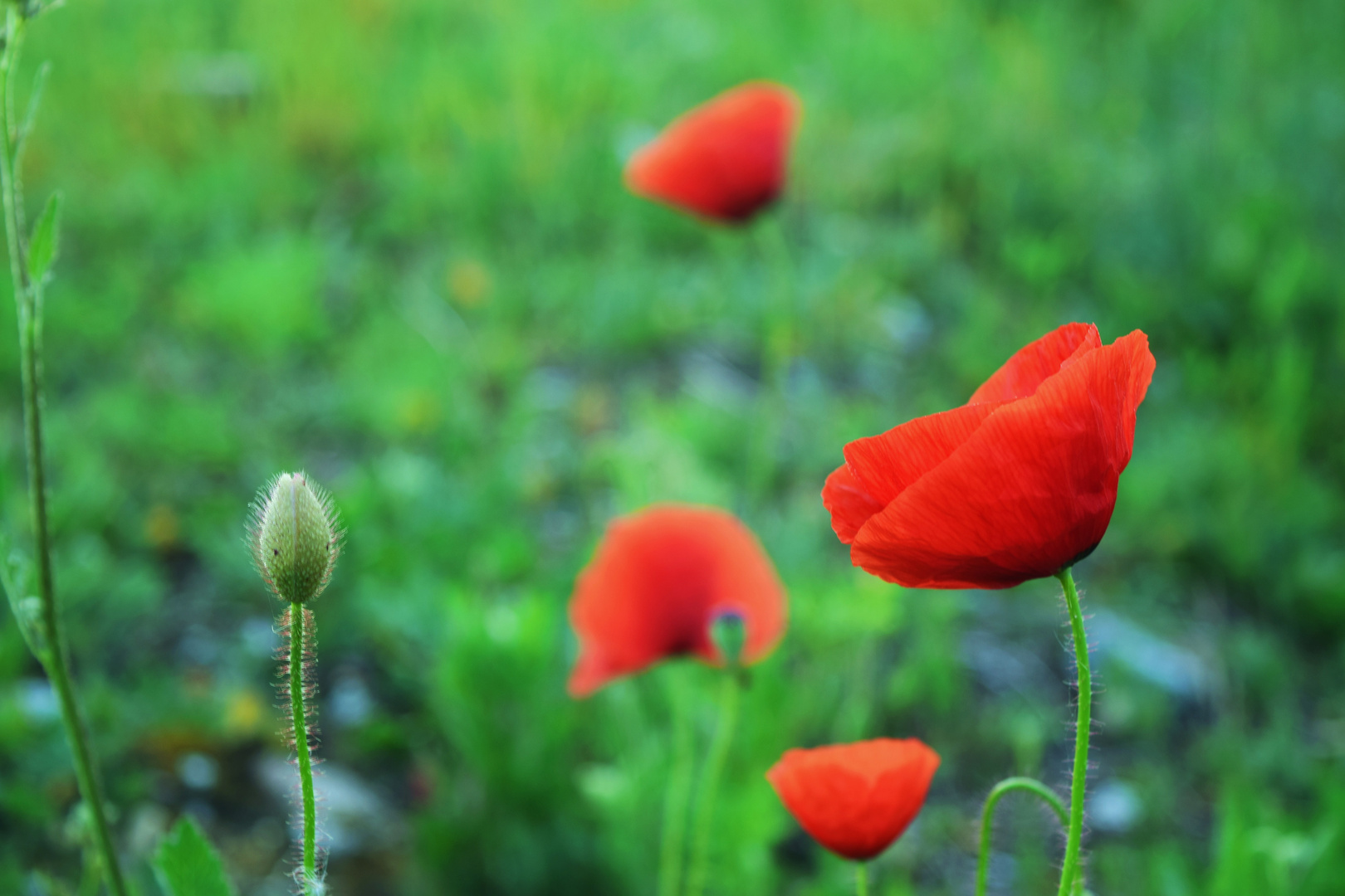 Colors of Spring