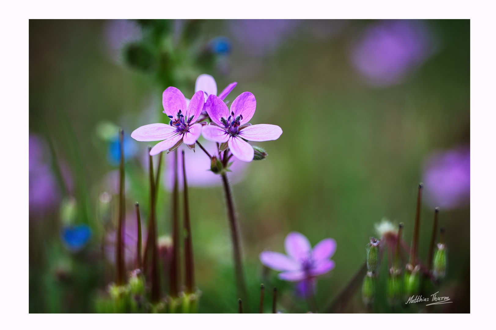 Colors of Spring